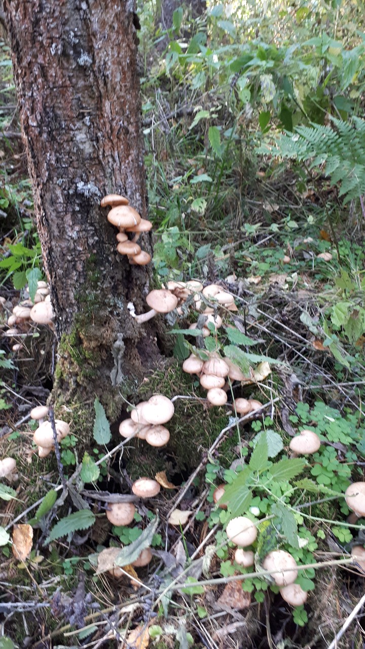 Opata na okrajke bolota