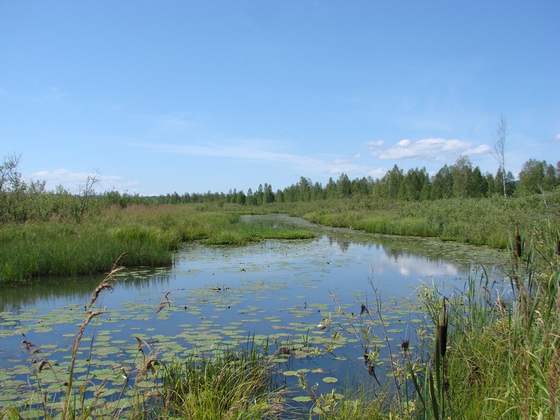 den vodno bolotnyh